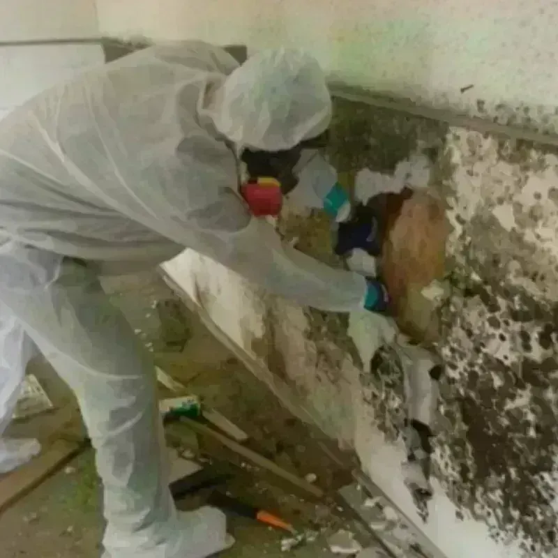 Mold Remediation and Removal in Hanover, VA